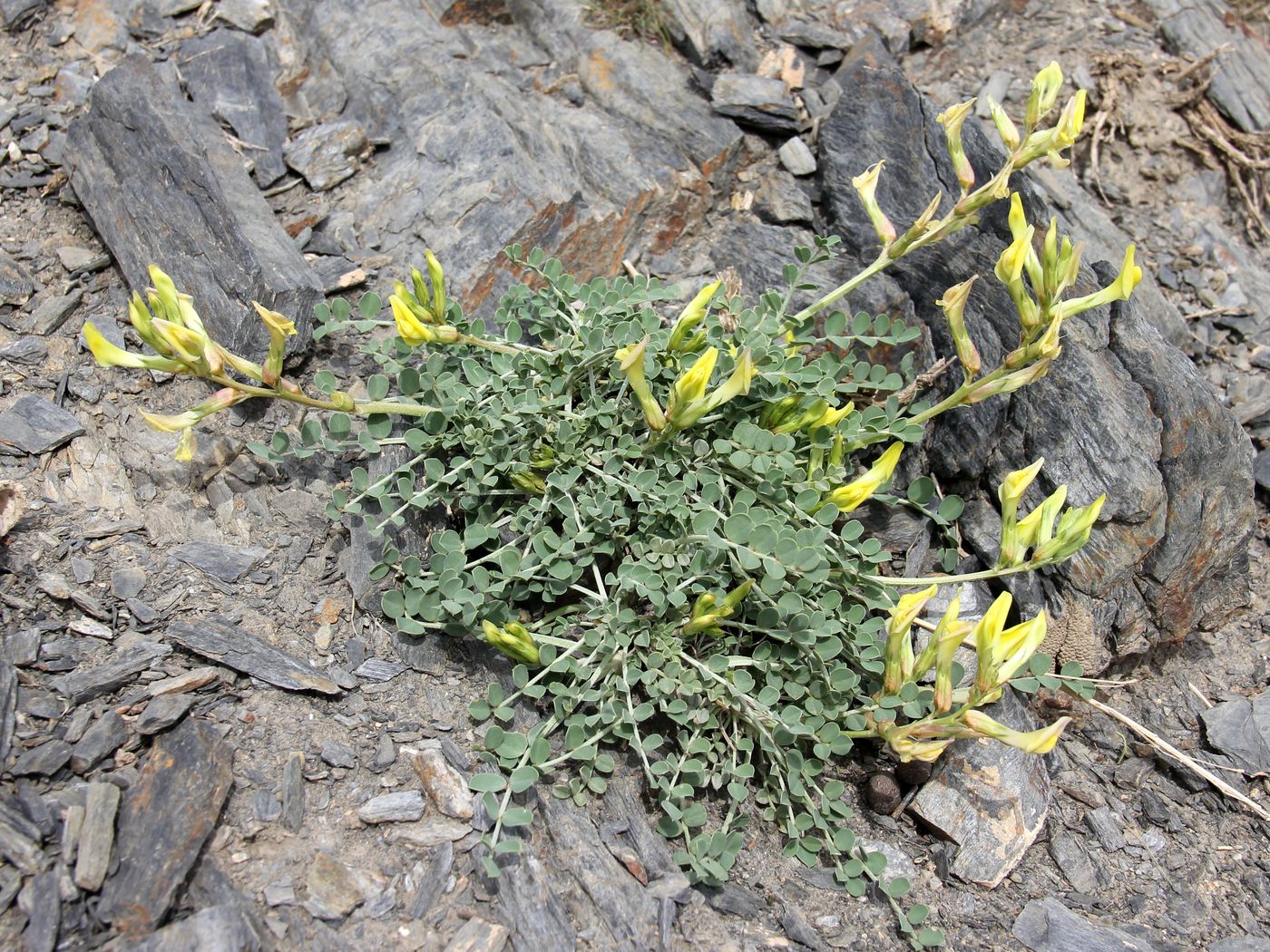 Image of Astragalus cottonianus specimen.