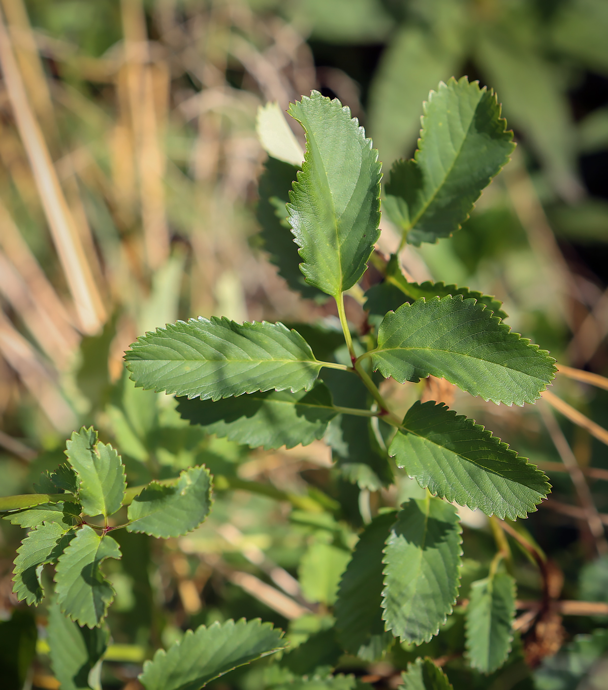 Изображение особи Sanguisorba obtusa.