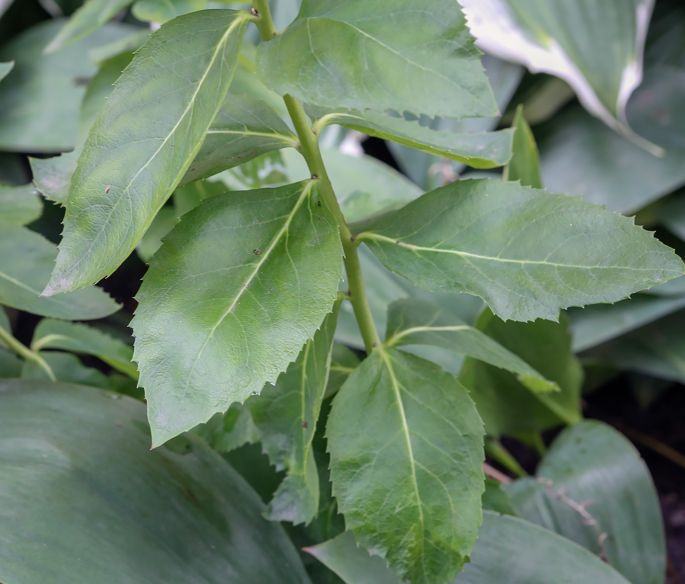 Image of Platycodon grandiflorus specimen.