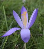 Crocus nudiflorus. Цветок (видны репродуктивные части). Франция, регион Окситания, департамент Восточные Пиренеи, округ Сере, коммуна Пратс-де-Мольо-ла-Преста, окр. перевала Коль-де-Арес (1513 м н.у.м), разнотравье среди обломков камней на пологом участке склона северной экспозиции. 24.09.2020.