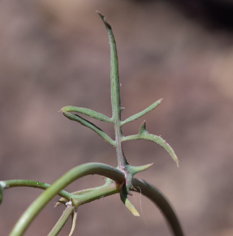 Изображение особи Sonchus tenerrimus.