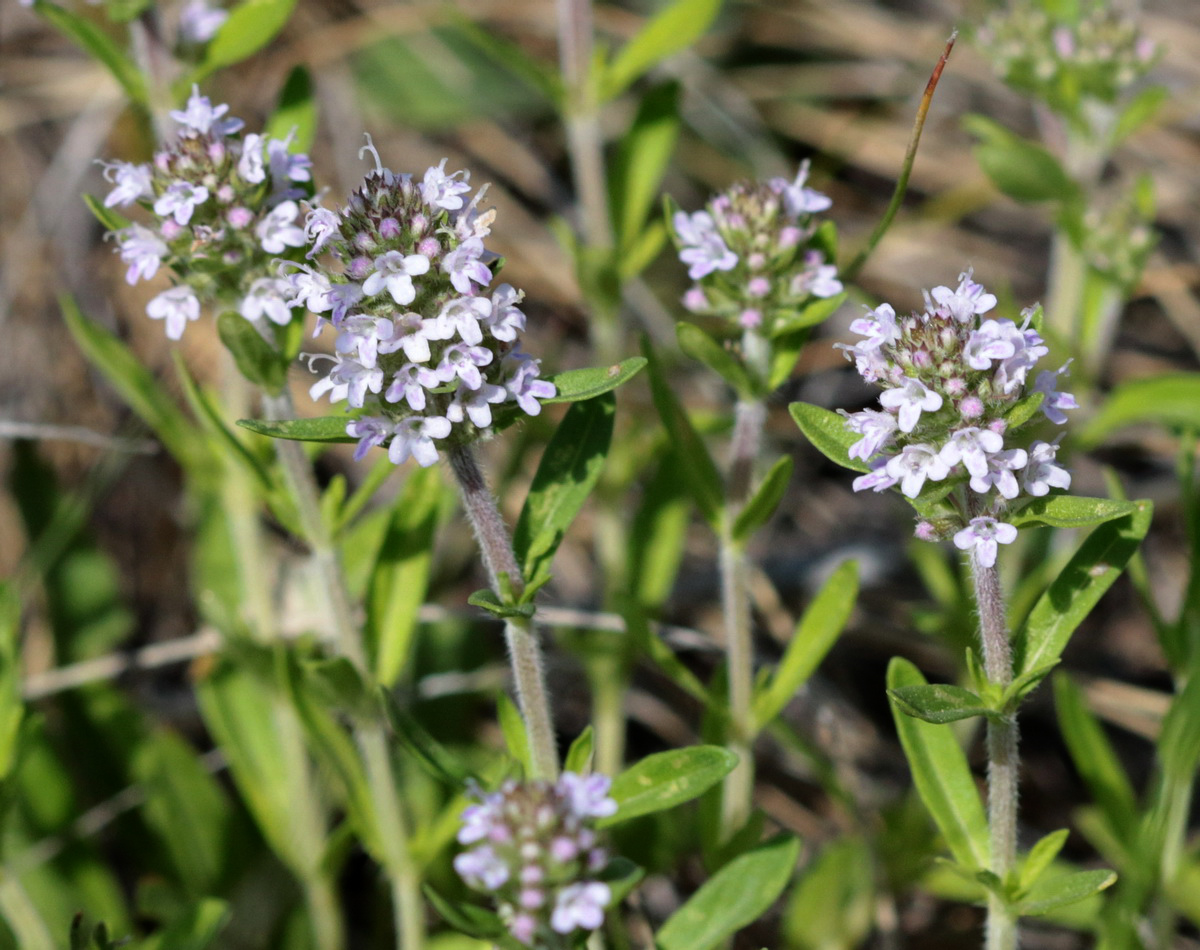 Image of Thymus marschallianus specimen.