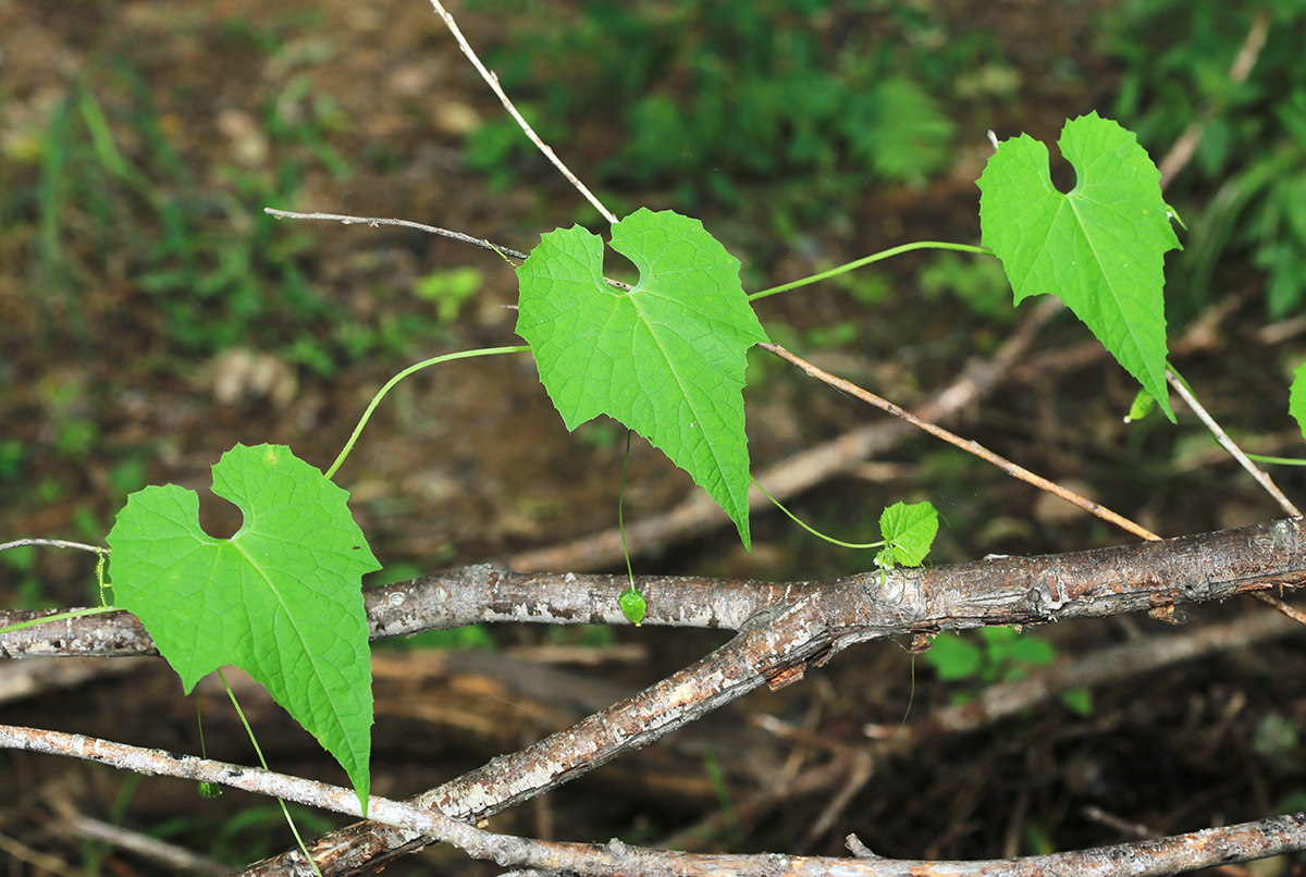 Изображение особи Schizopepon bryoniifolius.