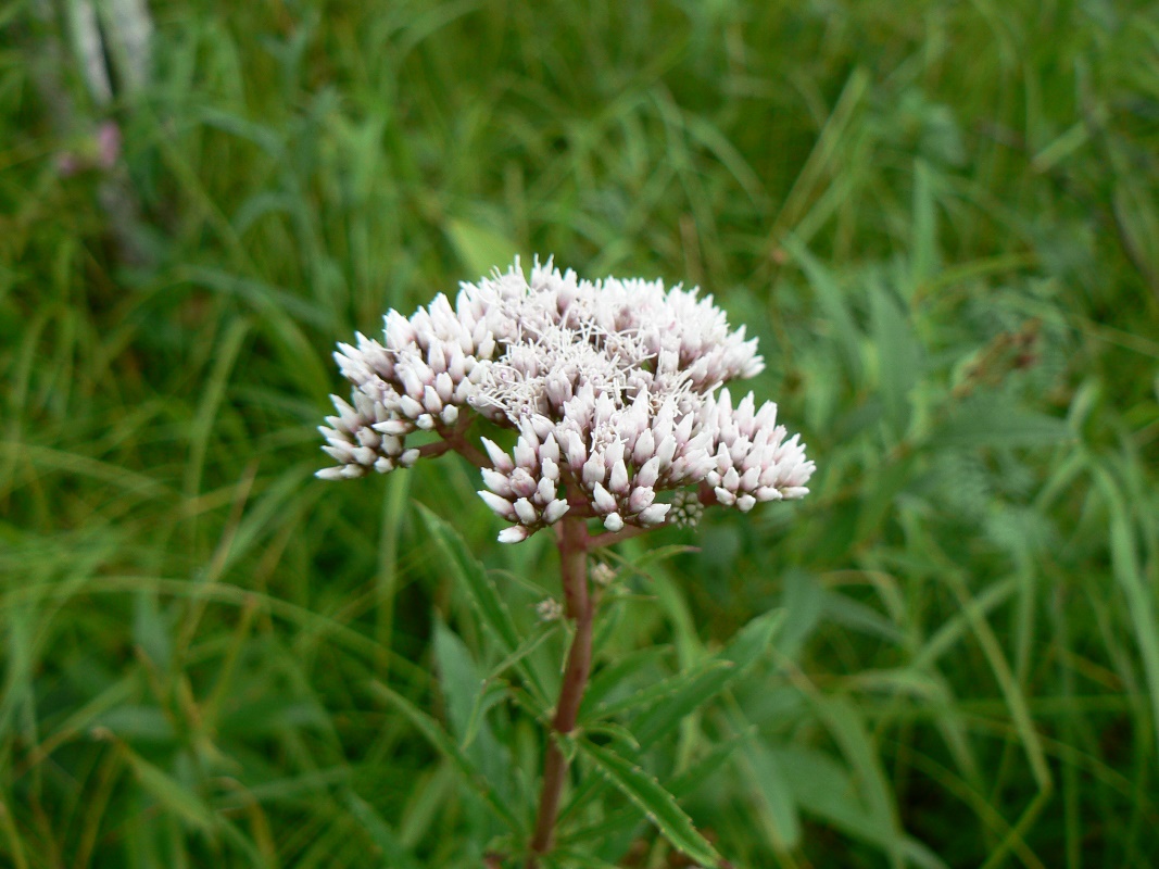 Изображение особи Eupatorium lindleyanum.