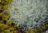 genus Cladonia. Талломы. Челябинская обл., Миасский гор. округ, Александровская сопка, ≈ 800 м н.у.м., каменистый склон. 23.07.2020.