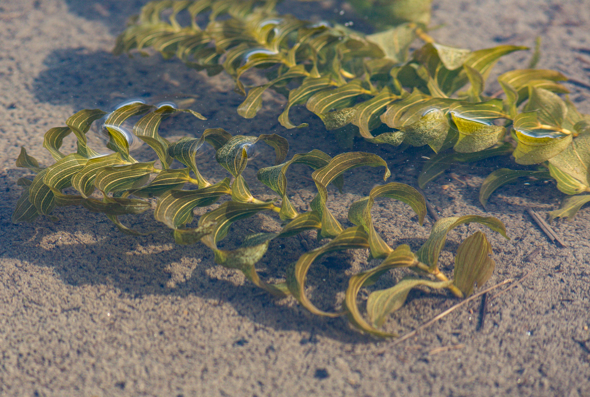 Image of Potamogeton perfoliatus specimen.