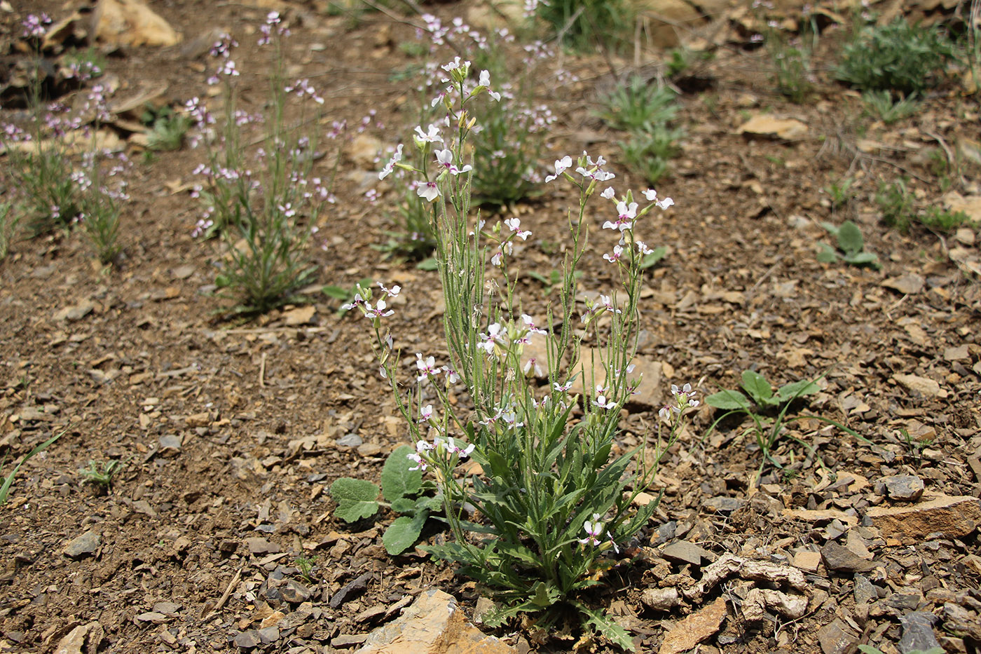 Image of Parrya mollissima specimen.