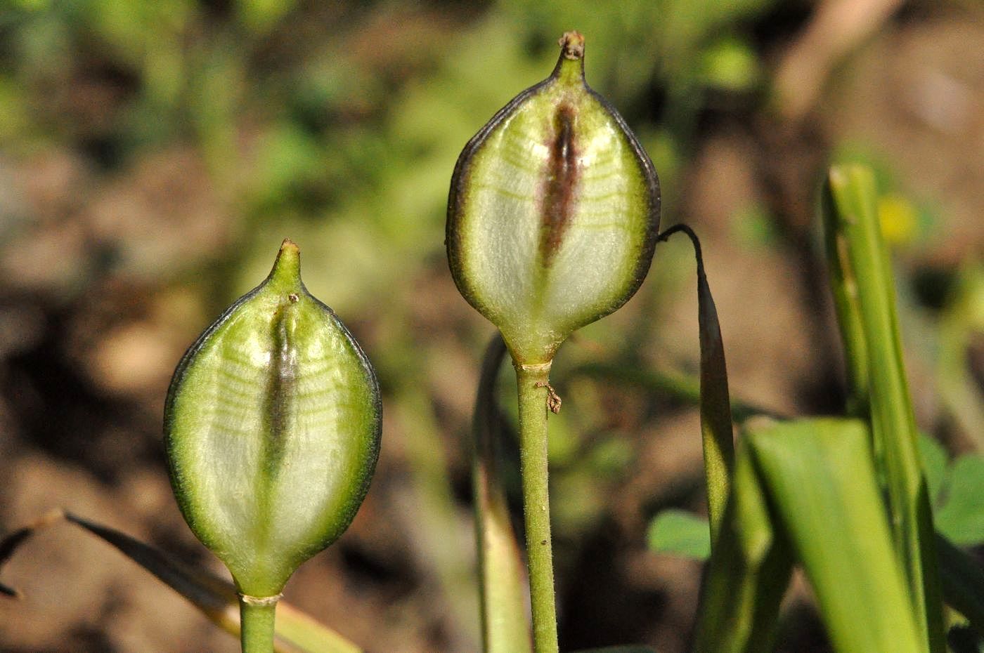 Изображение особи Tulipa clusiana.