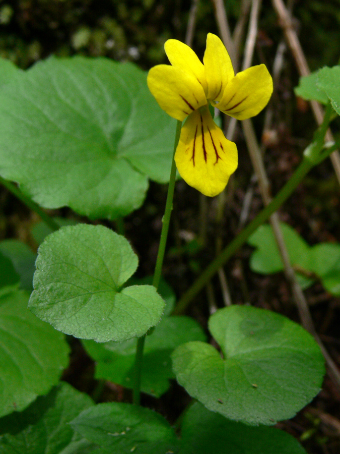 Image of Viola biflora specimen.