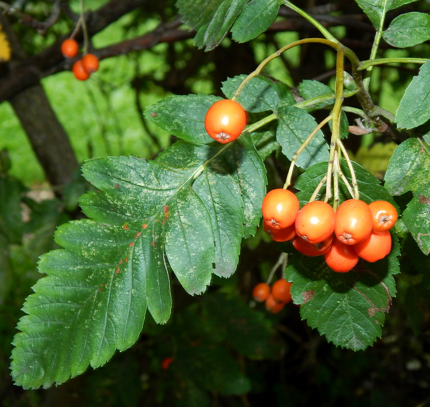 Image of Sorbus intermedia specimen.