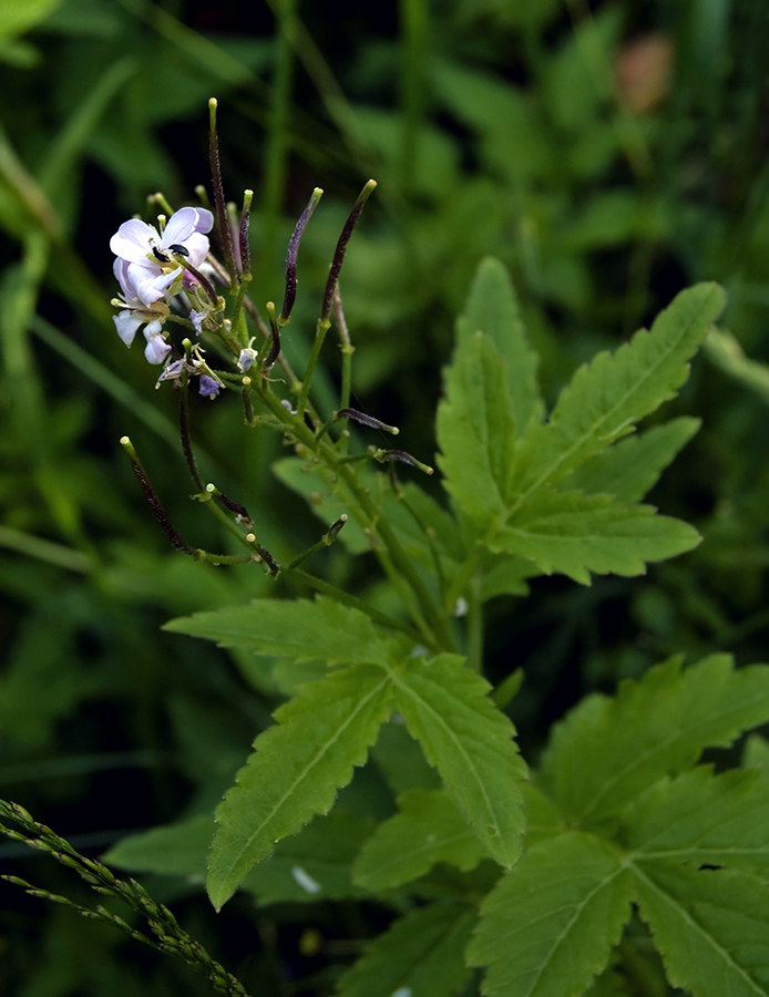 Image of Cardamine macrophylla specimen.