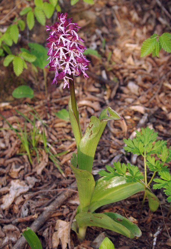 Image of Orchis purpurea ssp. caucasica specimen.