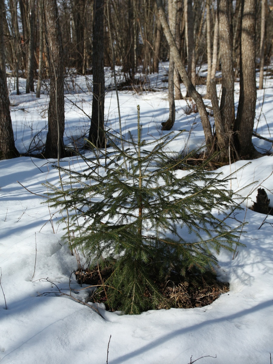 Image of Picea abies specimen.