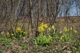 Primula macrocalyx