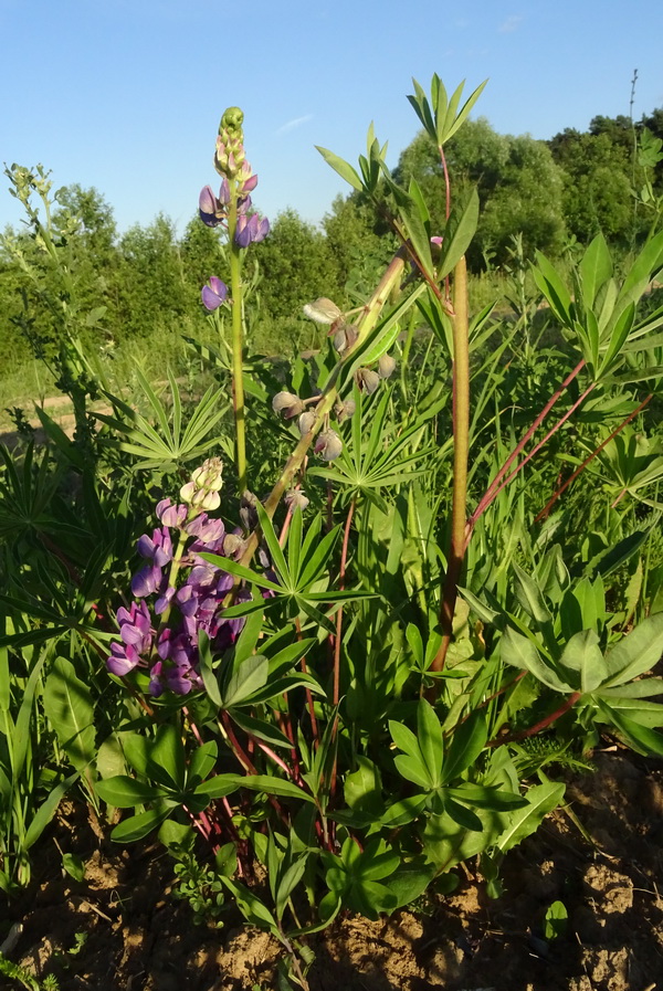 Image of Lupinus polyphyllus specimen.