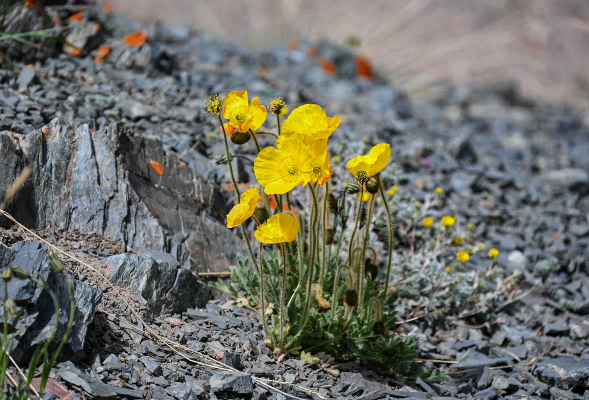 Изображение особи Papaver croceum.