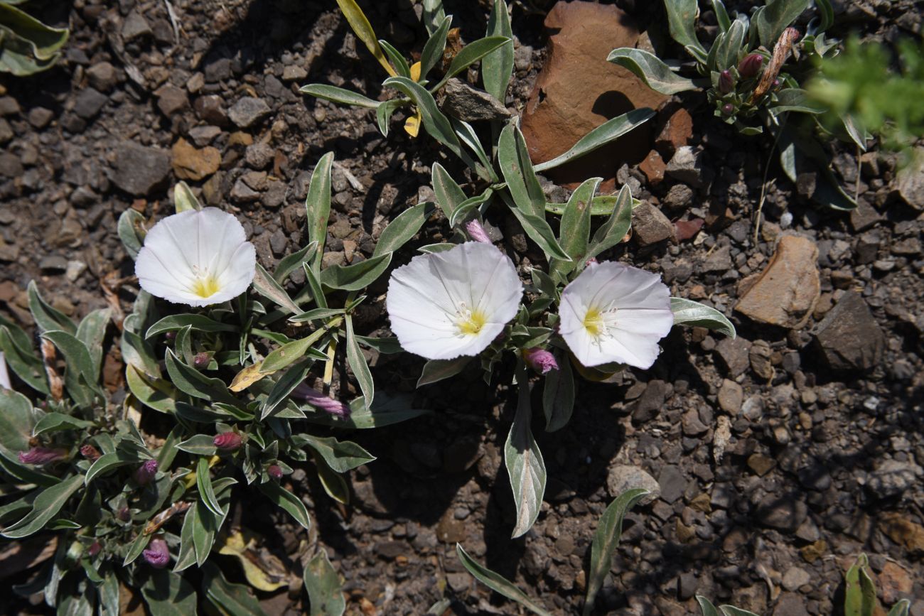 Image of Convolvulus lineatus specimen.