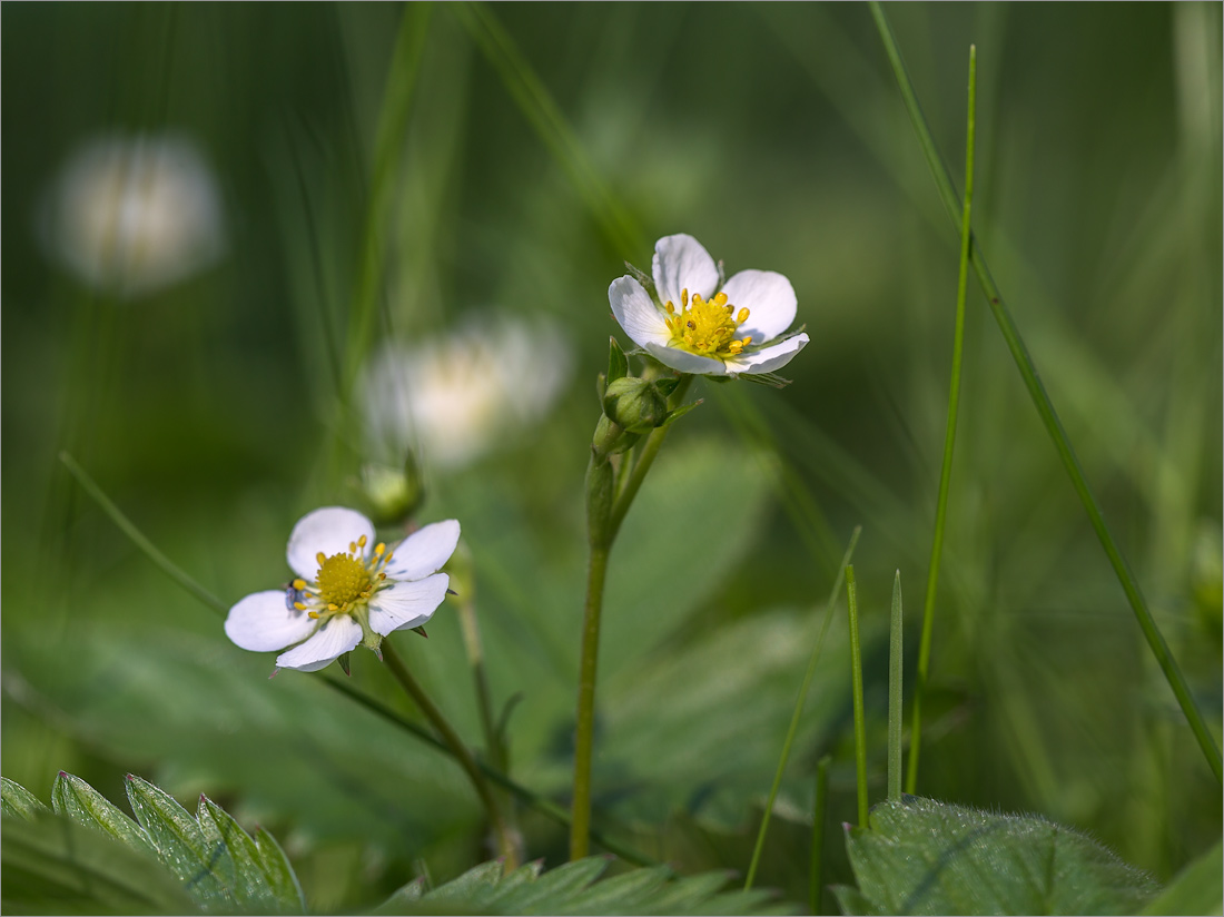 Image of Fragaria vesca specimen.