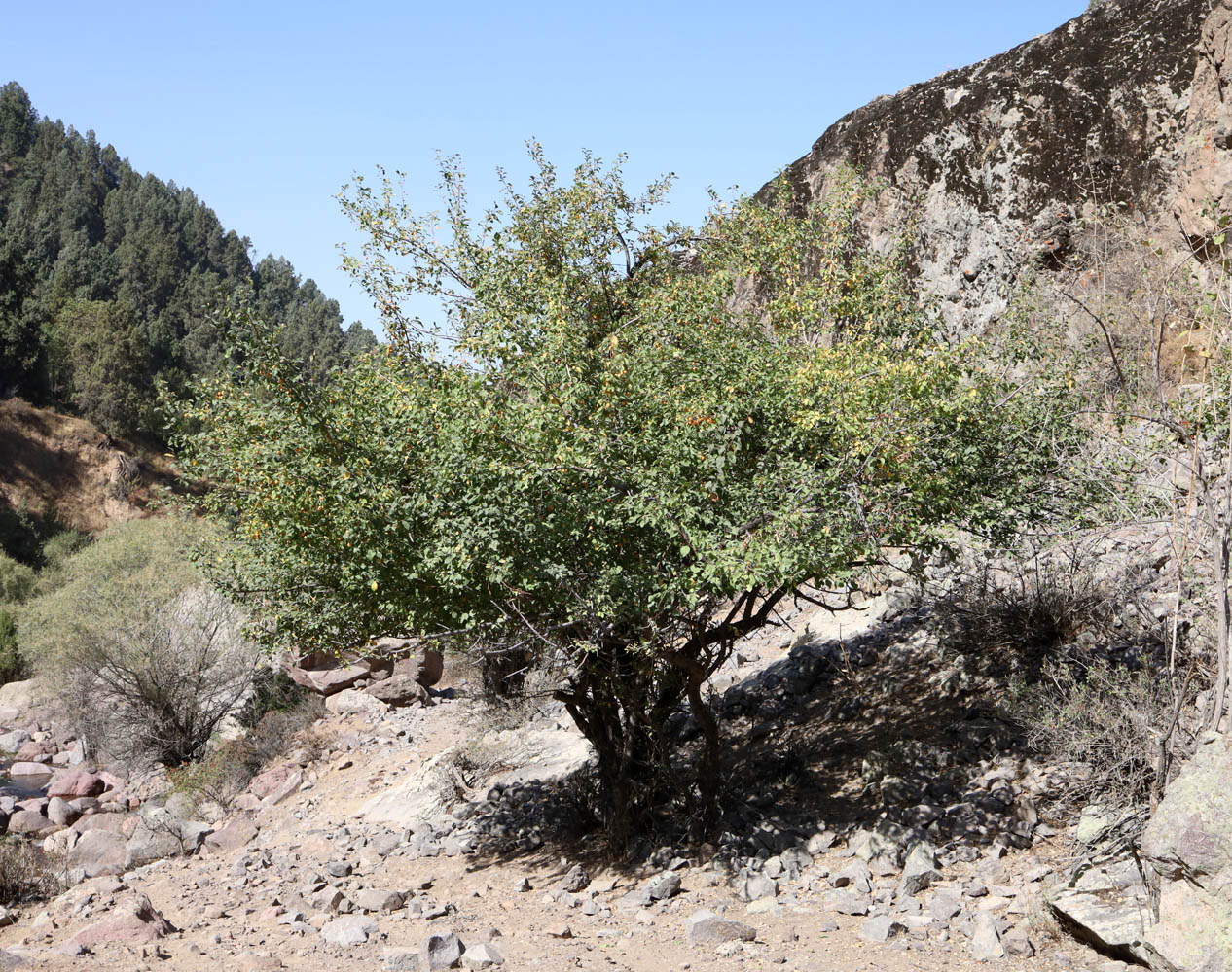 Image of Prunus sogdiana specimen.