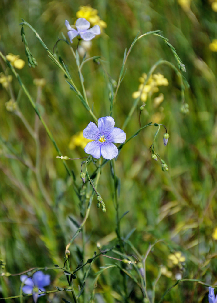 Изображение особи Linum austriacum.