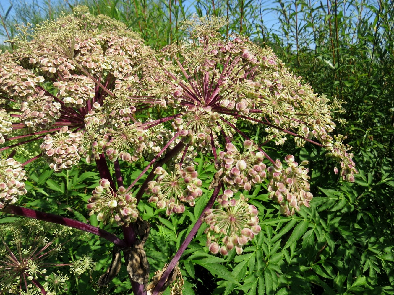 Image of Angelica dahurica specimen.