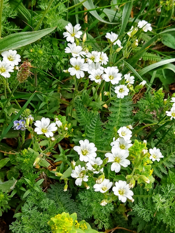 Image of genus Cerastium specimen.