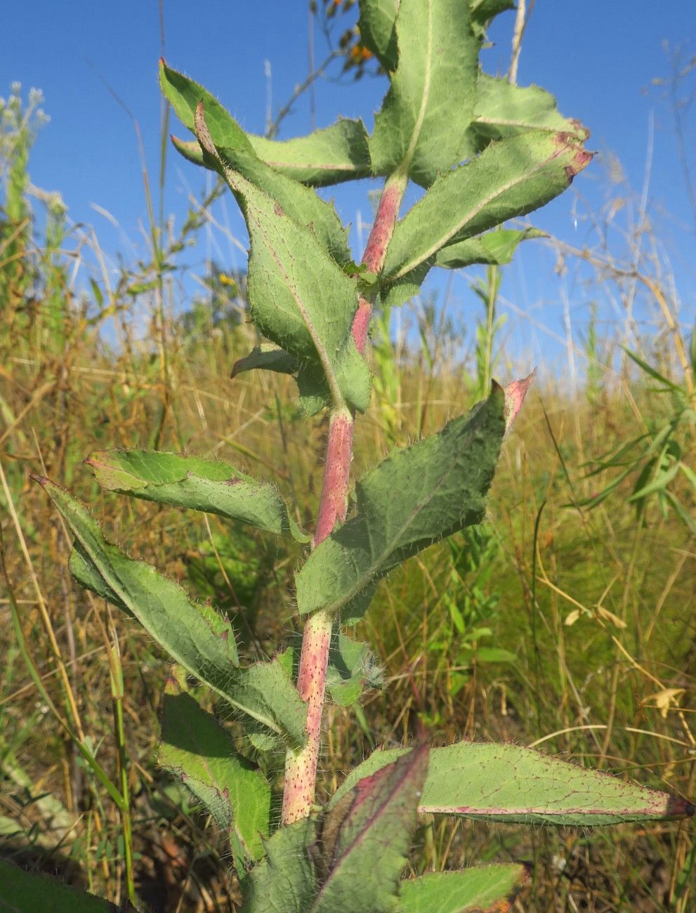 Изображение особи Hieracium robustum.