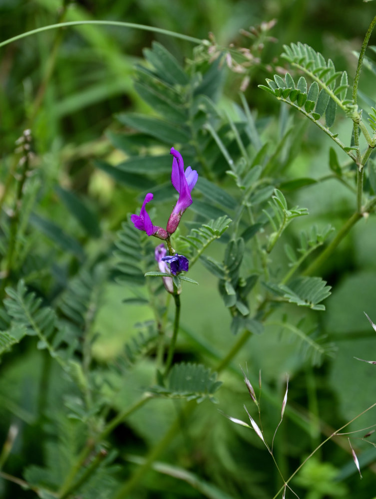 Image of Astragalus onobrychis specimen.