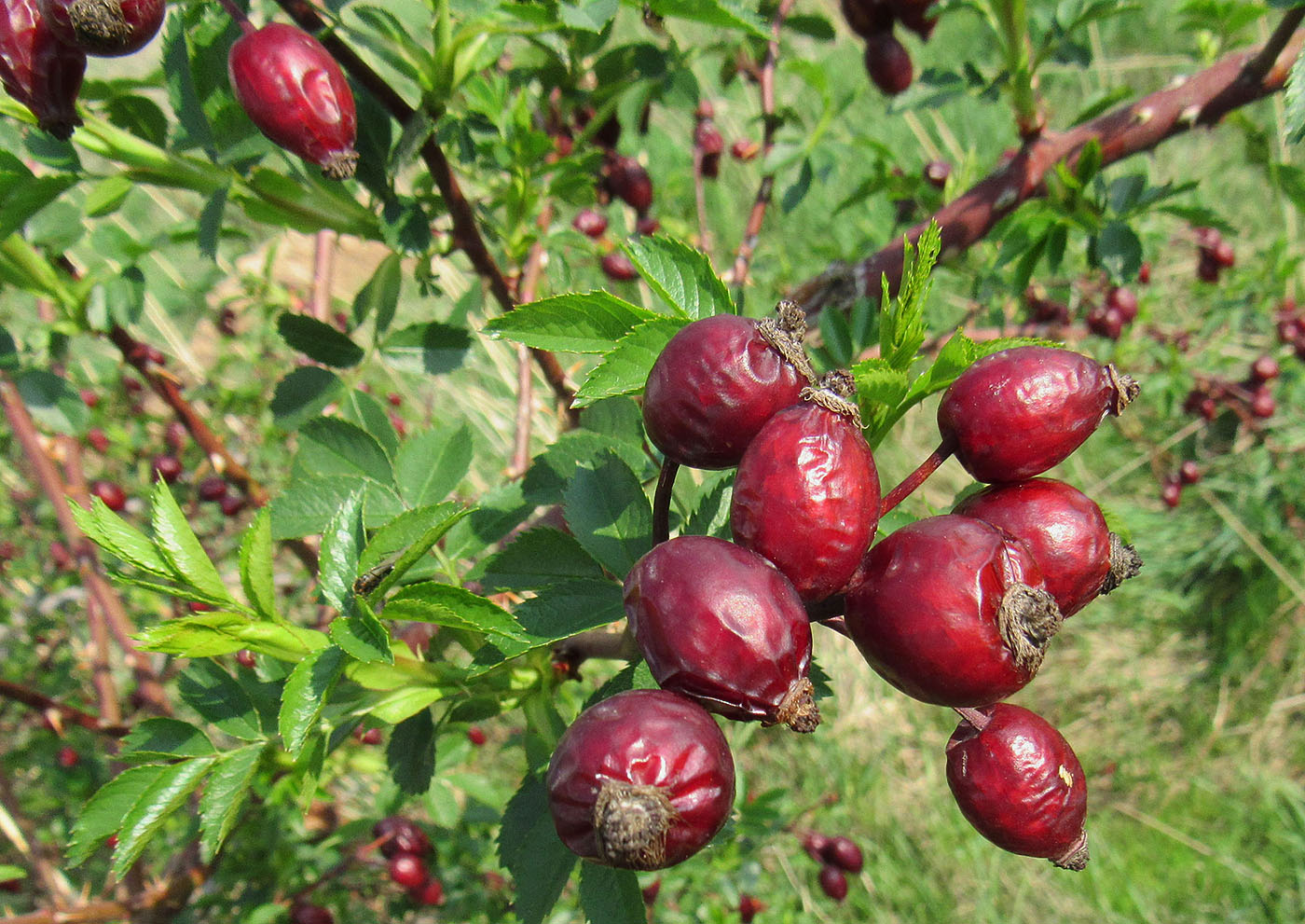 Изображение особи Rosa corymbifera.