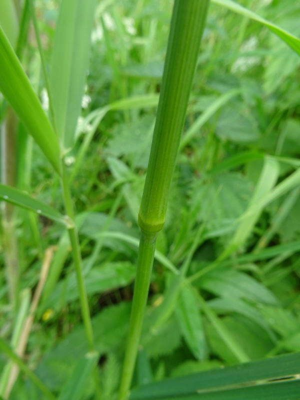 Изображение особи Dactylis glomerata.