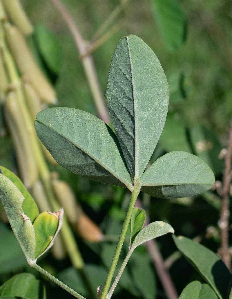 Image of Crotalaria pallida specimen.