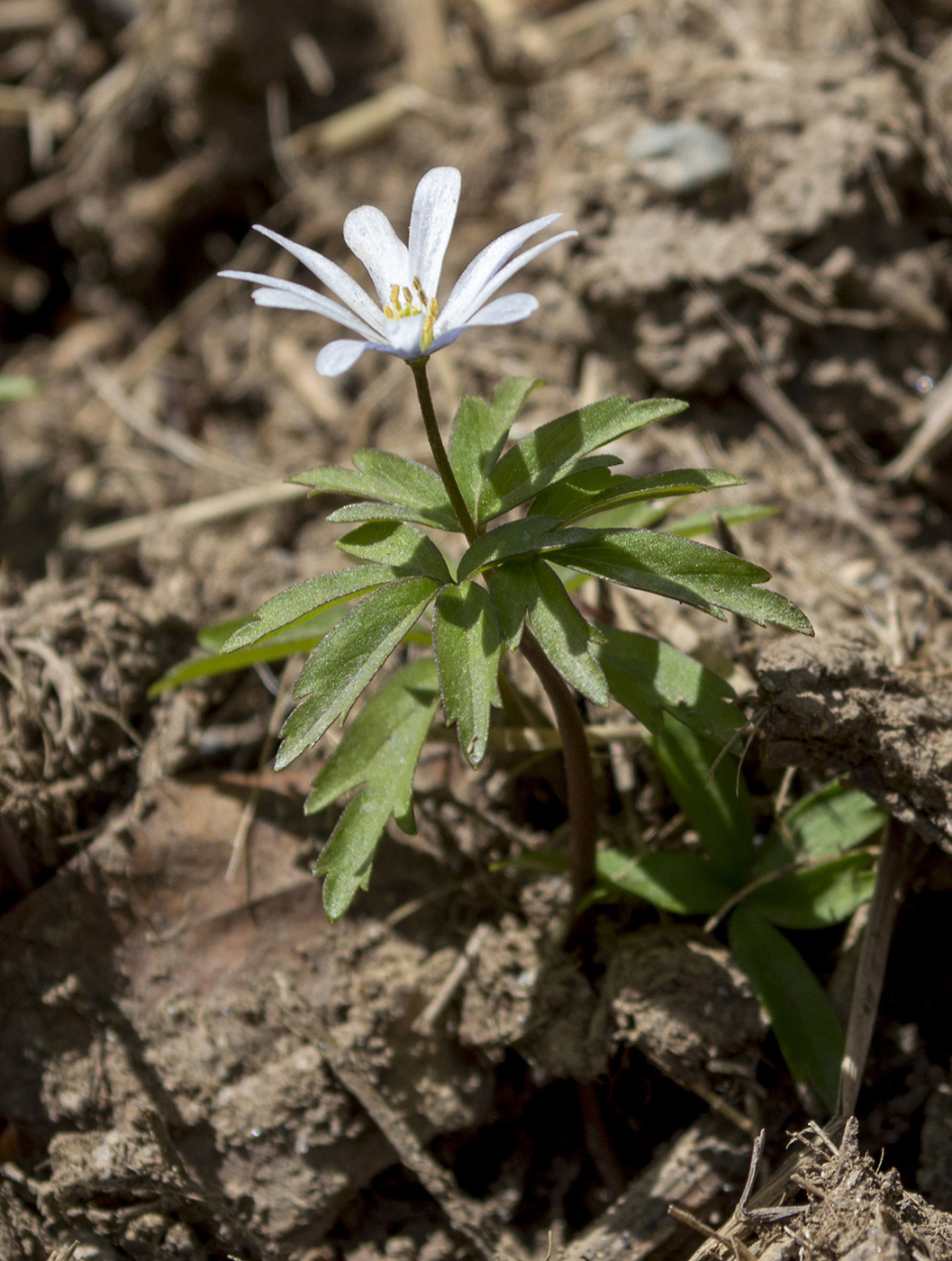 Изображение особи Anemone caucasica.