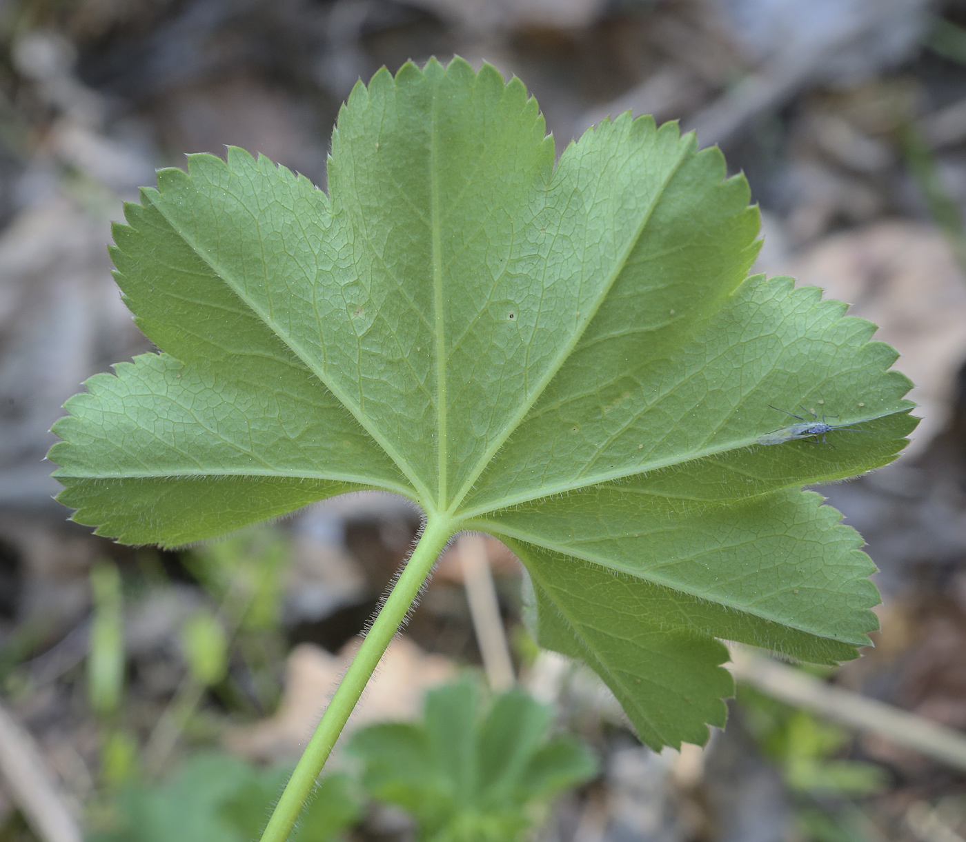 Изображение особи род Alchemilla.