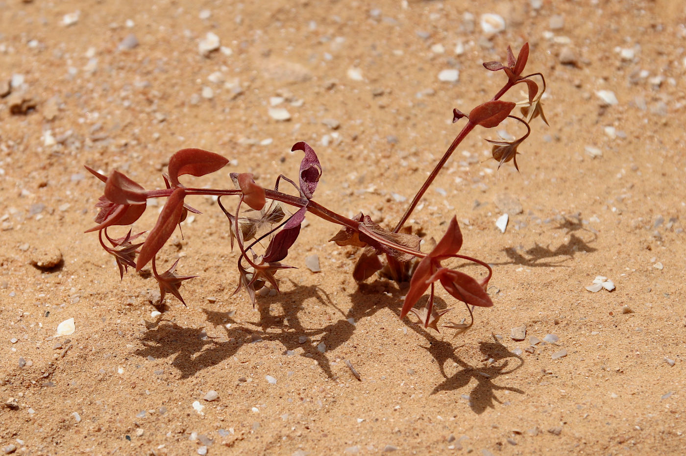 Image of Anagallis arvensis specimen.