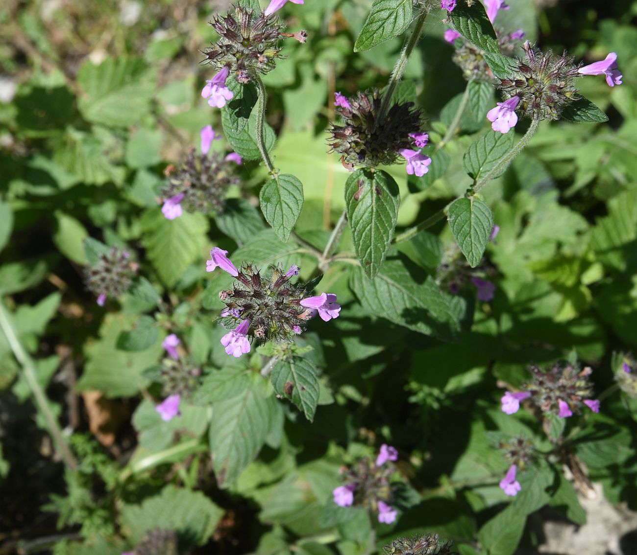 Image of Clinopodium vulgare specimen.