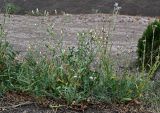 Crepis rhoeadifolia. Плодоносящее растение в сообществе с Lactuca и Carduus. Армения, г. Ереван, р-н Эребуни, холм Арин-Берд, сухой склон. 20.06.2023.