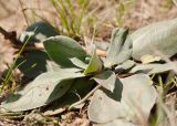 Goniolimon speciosum. Розетка прикорневых листьев. Республика Саха (Якутия), Хангаласский улус, Мальжагарский 2-й наслег, окр. с. Улахан-Ан, остепнённый склон сопки на берегу р. Лена. 31.07.2023.