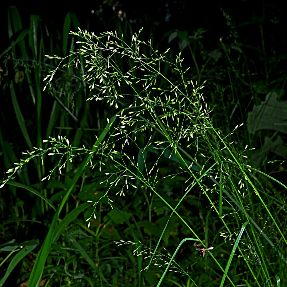 Изображение особи Poa nemoralis.