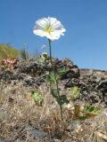 Alcea nudiflora. Цветущее и плодоносящее растение. Казахстан, Западный Тянь-Шань, Киргизский хр., ущ. Кара-Арча, ≈ 980 м н.у.м., скалисто-каменистый склон вост. экспозиции в придонной части ущелья. 9 июня 2023 г.