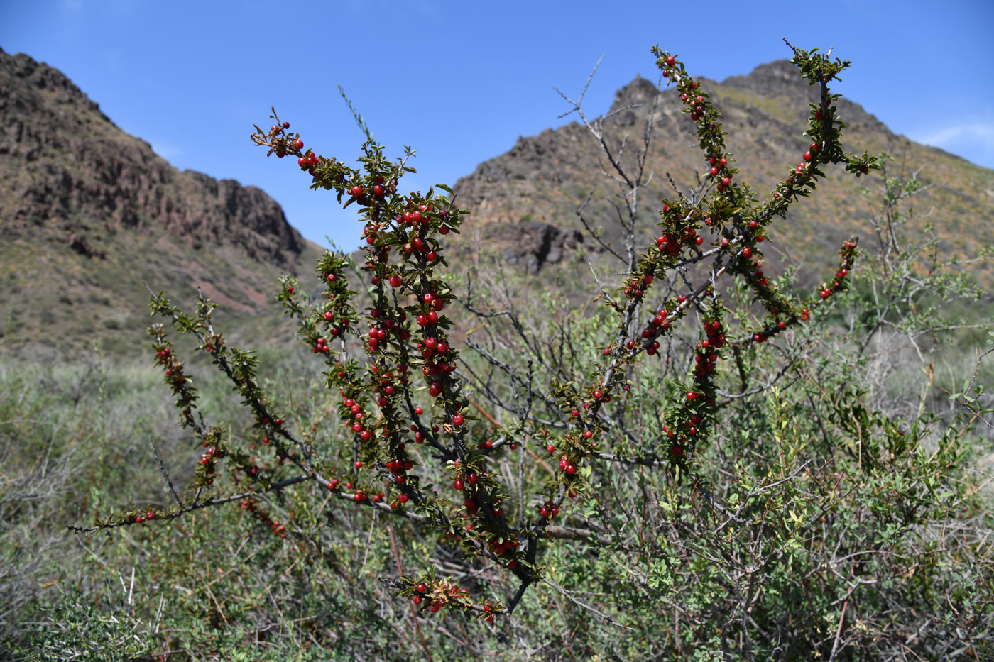 Image of Cerasus tianshanica specimen.