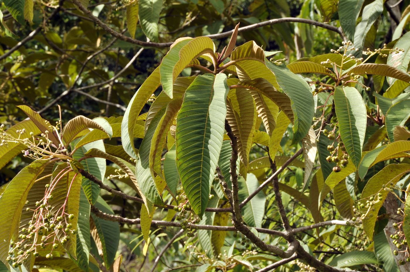 Изображение особи Saurauia napaulensis.