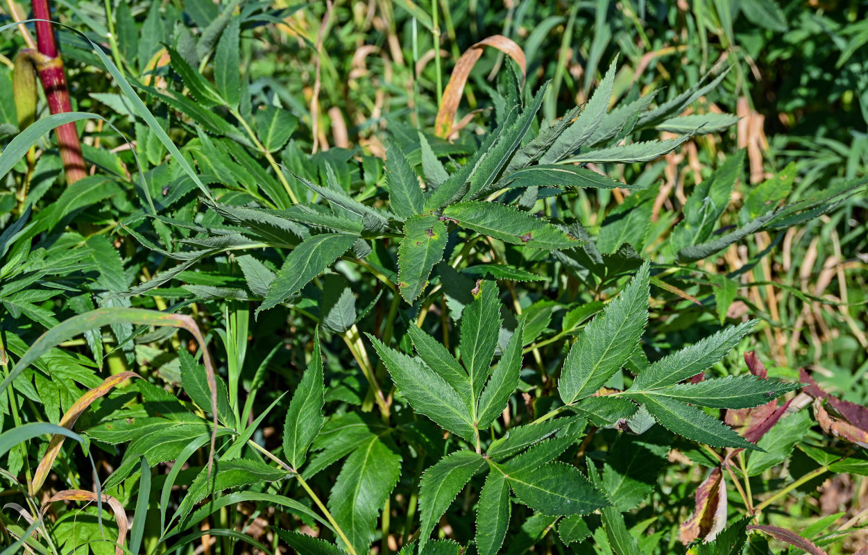 Image of Angelica genuflexa specimen.