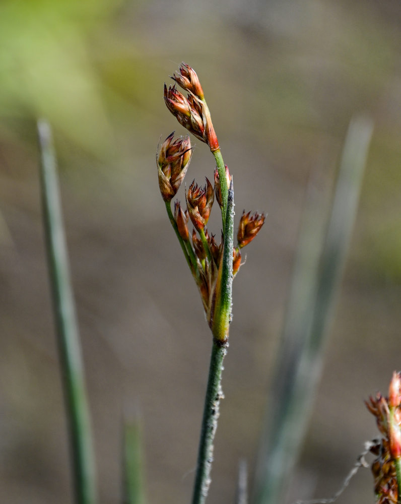 Image of Juncus acutus specimen.