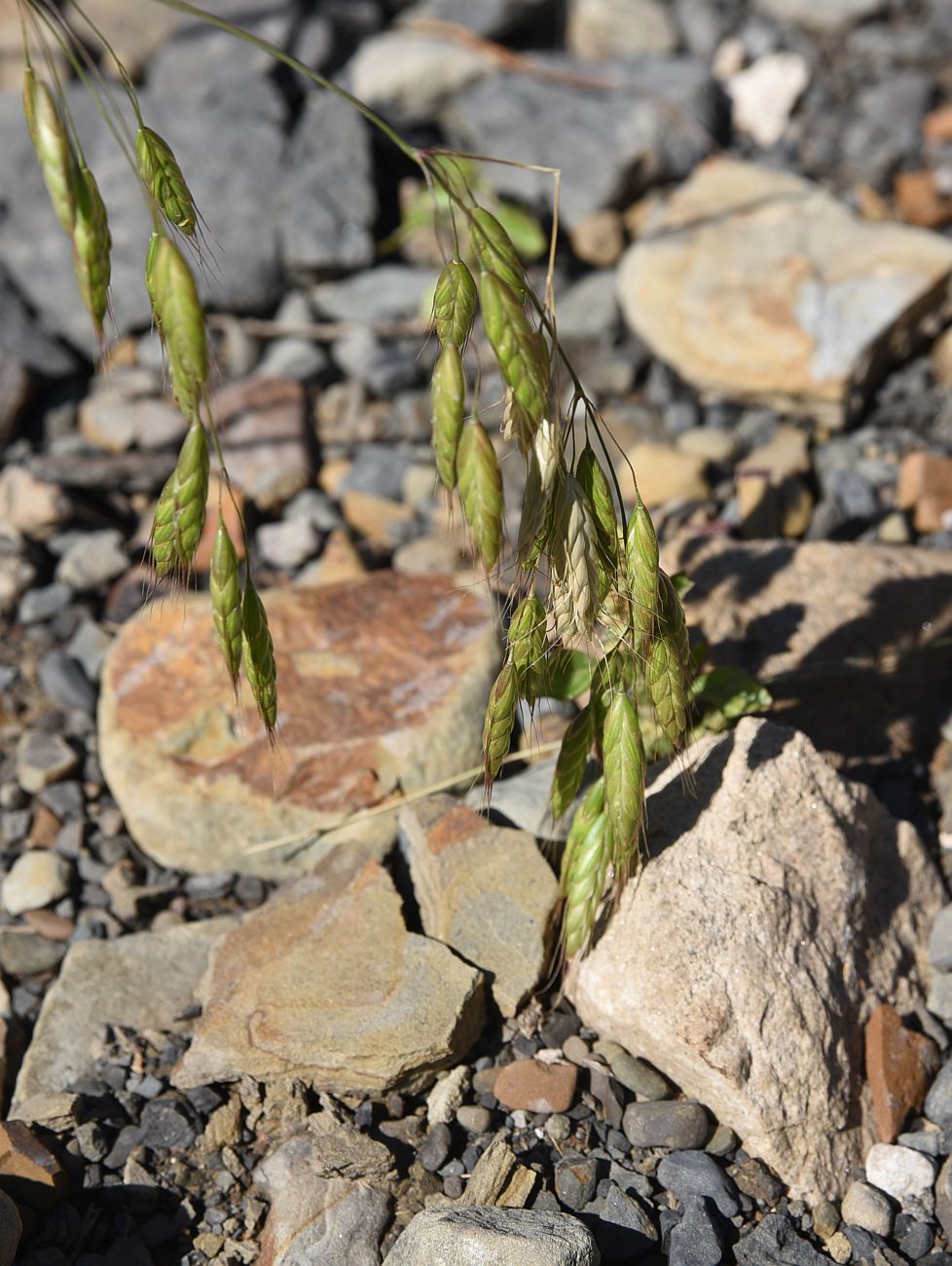 Image of genus Bromus specimen.