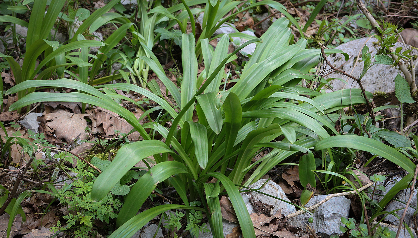 Image of Galanthus woronowii specimen.