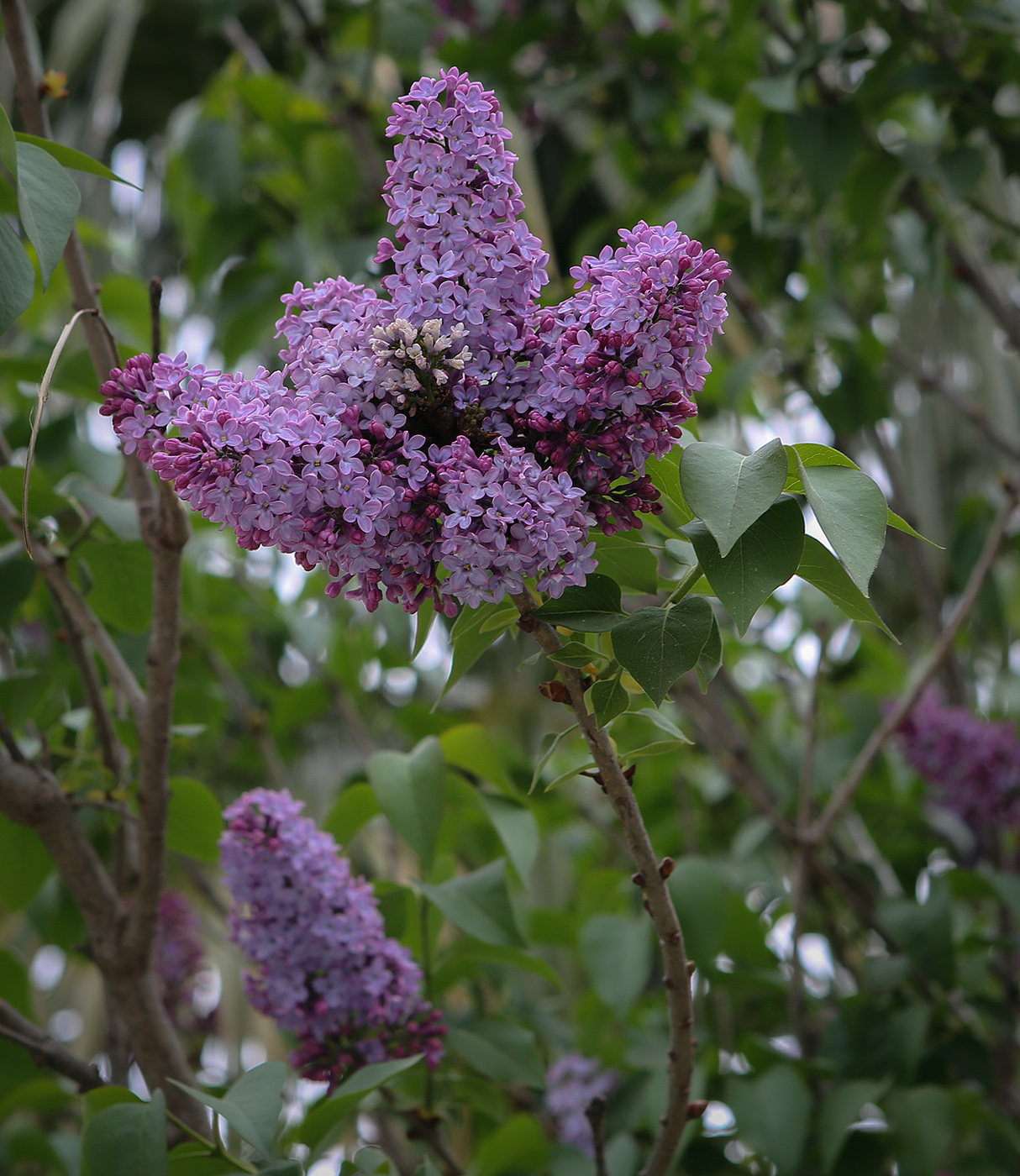 Image of Syringa vulgaris specimen.