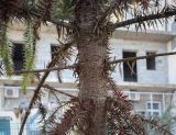 Смотреть изображение Araucaria angustifolia