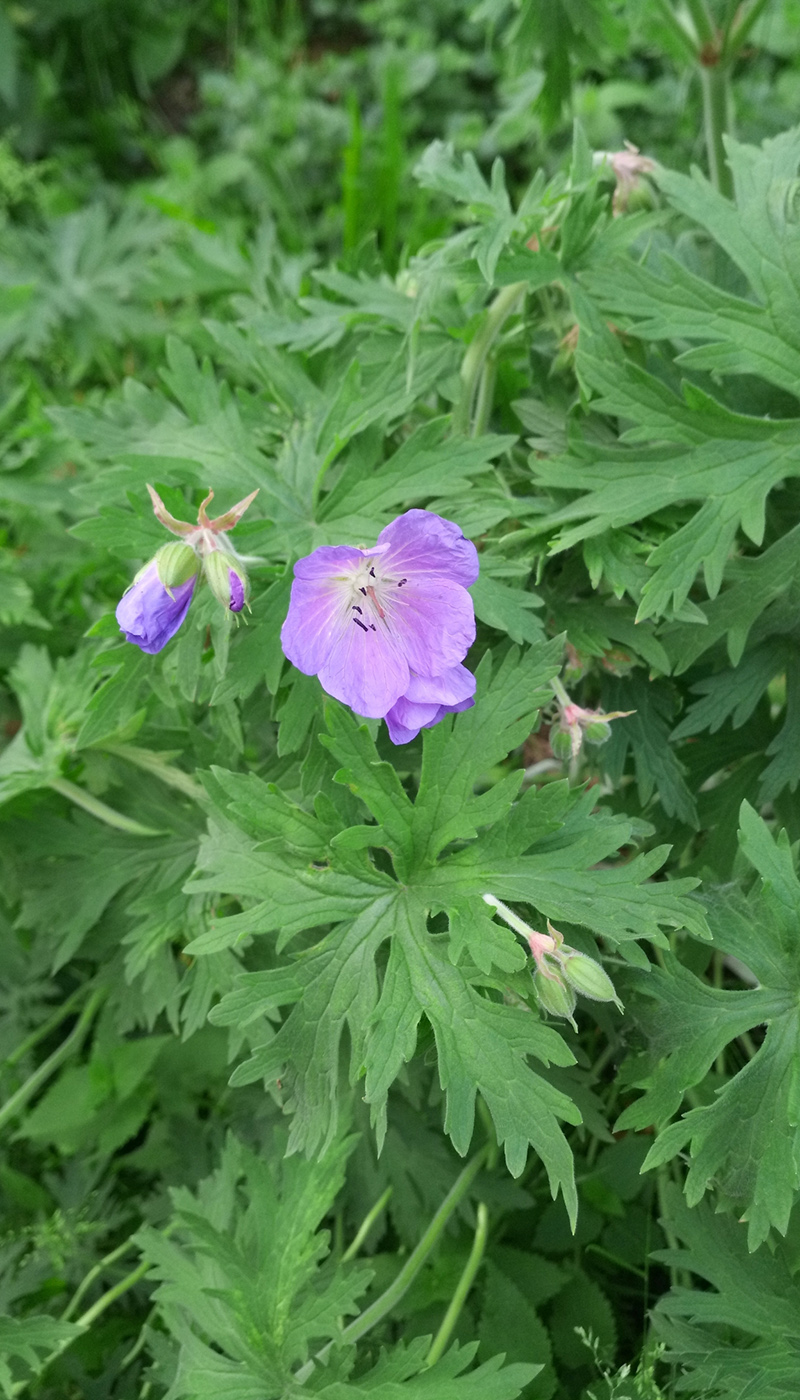 Image of Geranium pratense specimen.