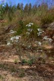 Gypsophila fastigiata