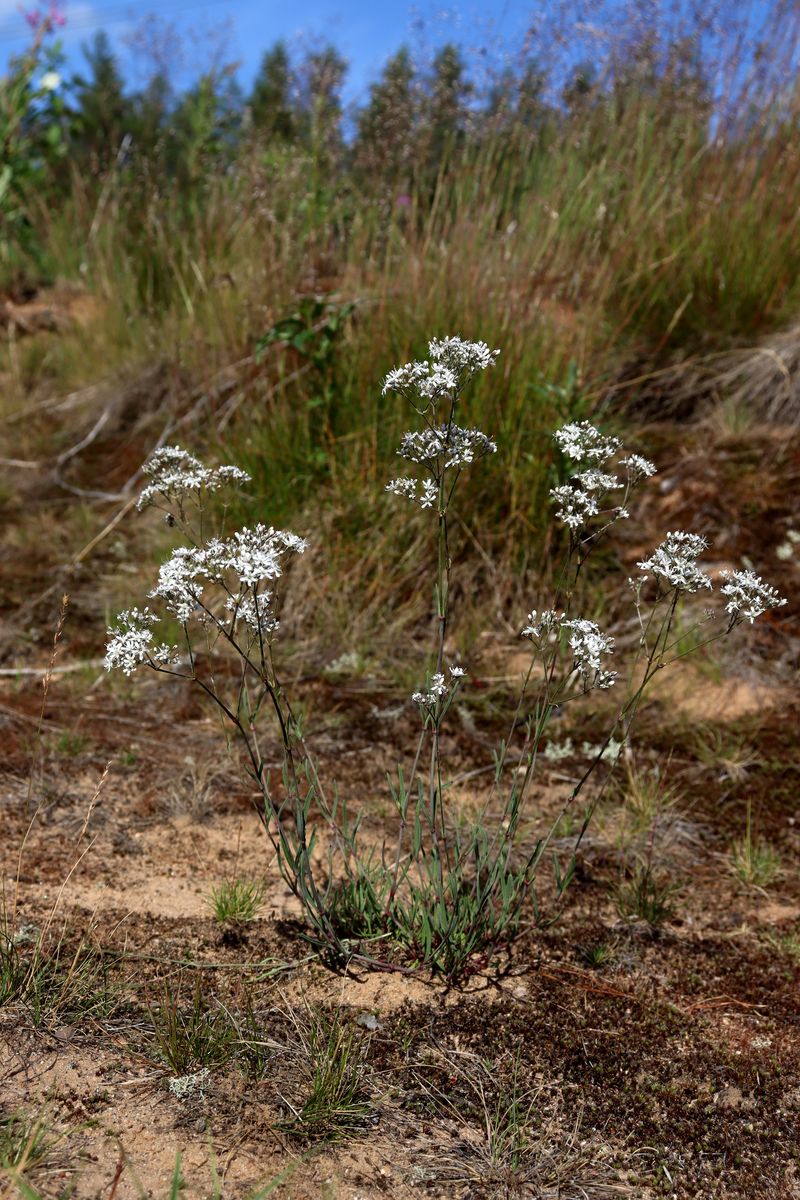 Изображение особи Gypsophila fastigiata.